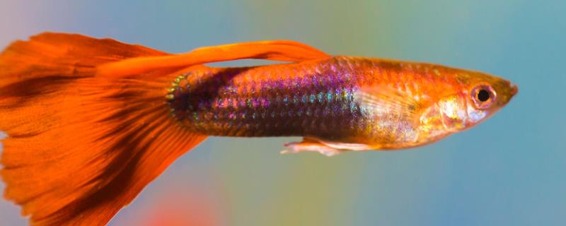 杂袍孔雀鱼和纯种孔雀鱼的区别，基因不同