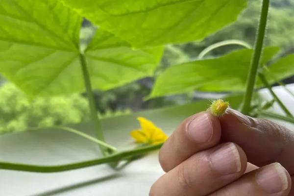 黄瓜人工授粉方法，提取雄花的花粉并转移至雌花中