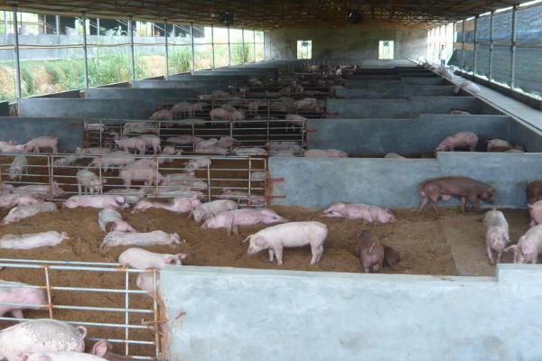 夏季养猪要注意什么，需定期对猪舍通风降温