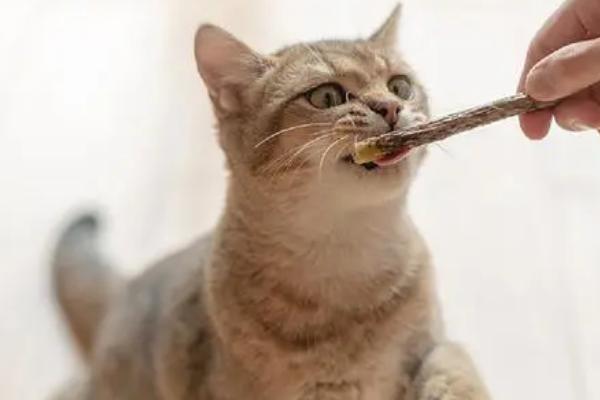 猫磨牙的原因，有可能是患有口腔疾病