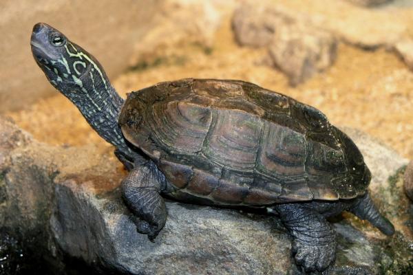 乌龟头往外伸是什么原因，水位太深会伸长脖子呼吸