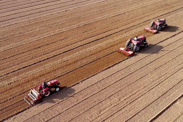 小麦半精量播种技术，对土壤肥力要求高