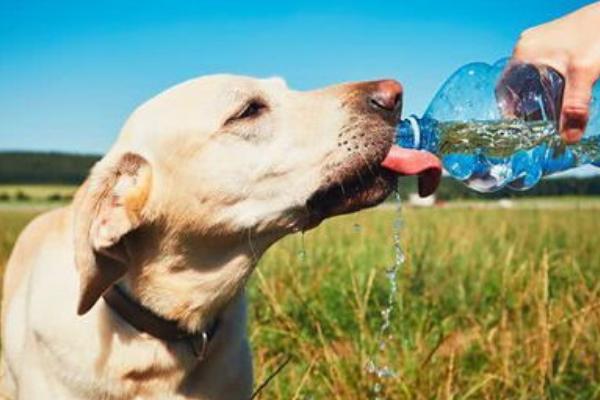 狗狗光喝水不吃饭是什么原因，有可能是肠胃炎