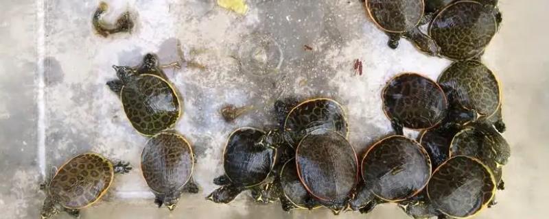 珍珠鳖怎么养，保持水质清洁很重要