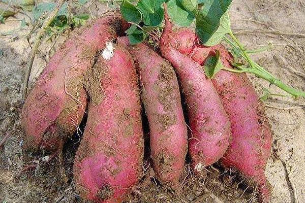 种红薯用什么土，养分较多的土壤有利于其生长