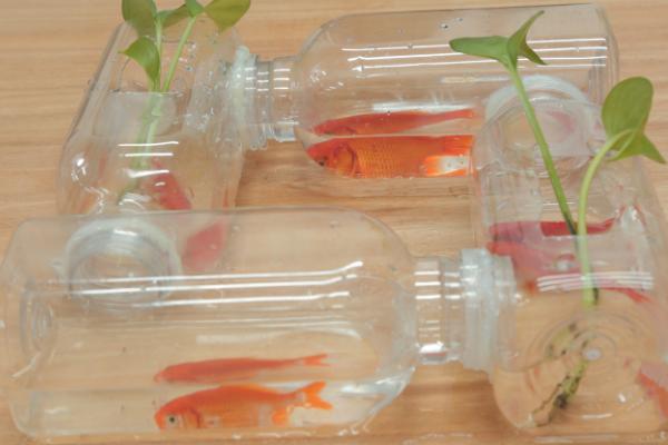 塑料鱼缸能否养鱼，可以饲养但透明度不佳