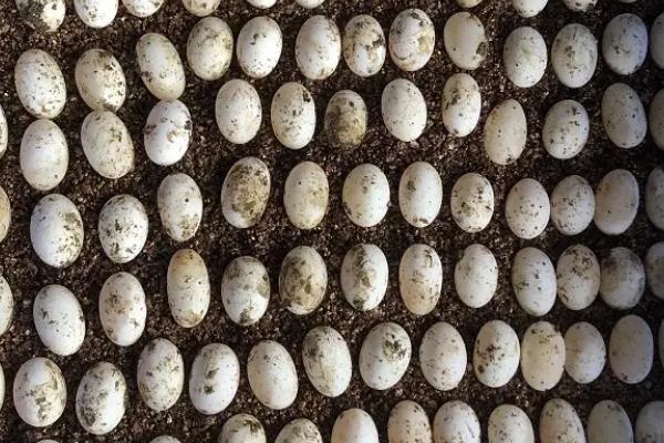 鳄龟蛋怎样孵，孵化期间要定期检查