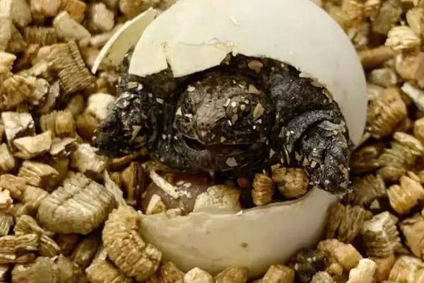 鳄龟蛋怎样孵，孵化期间要定期检查