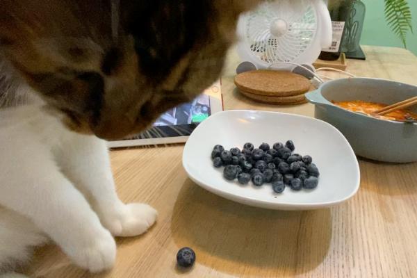 猫可以吃蓝莓吗，适量吃对其身体有益
