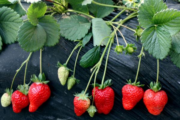 草莓病虫害的防治方法，可农业防治也可药剂防治
