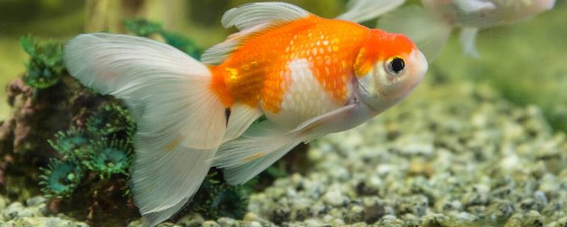 小金鱼为什么不吃鱼食，水温过低会影响它们的食欲