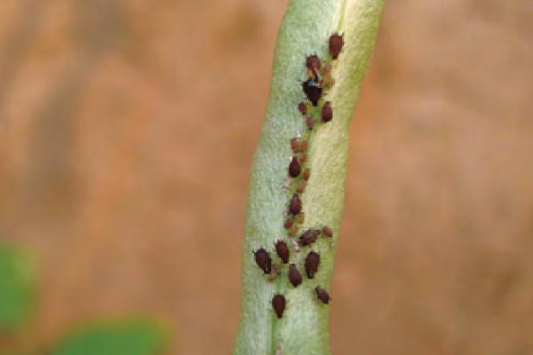 豆角长腻虫的危害，常为害芽花和叶片