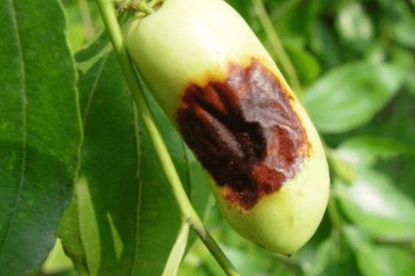 枣树干腐病的类型和防治方法，主要包括溃疡型和干腐型