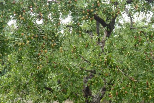枣树干腐病的类型和防治方法，主要包括溃疡型和干腐型