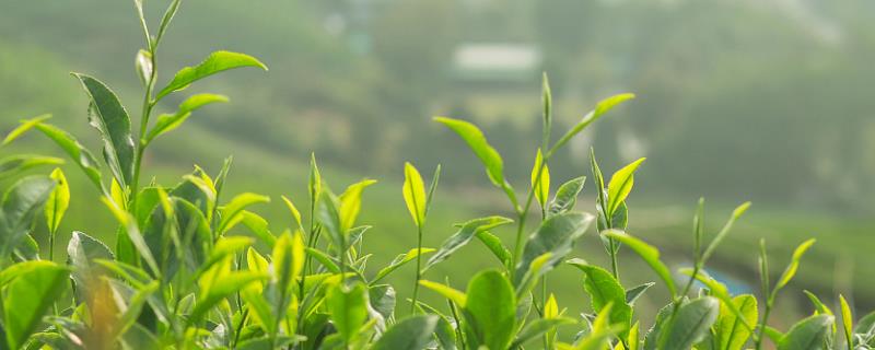 有机茶园的肥料施用标准，可使用有机肥或微生物肥