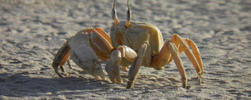 母蟹体内何时会出现大量蟹黄，蟹黄一般在10月份最多