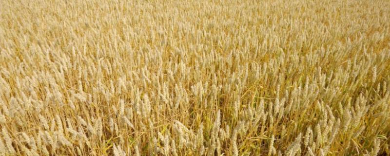 5月份小麦是否已经成熟，此时尚未进入成熟期
