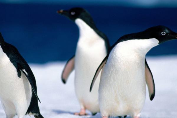 企鹅有没有毛，有毛且更像哺乳动物的皮毛