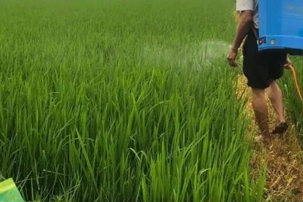 水稻干尖线虫病的防治方法，可用温汤或药剂浸种