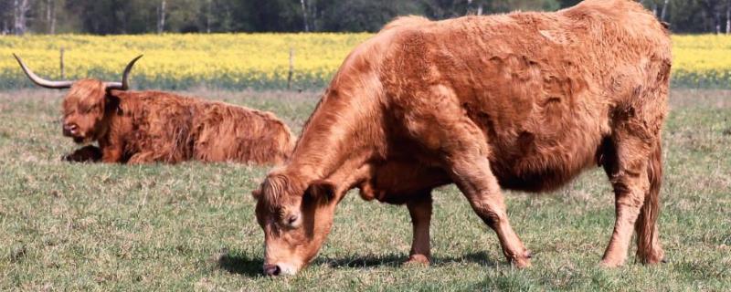 牛吃土是怎么回事，缺乏微量元素或寄生虫病引起的