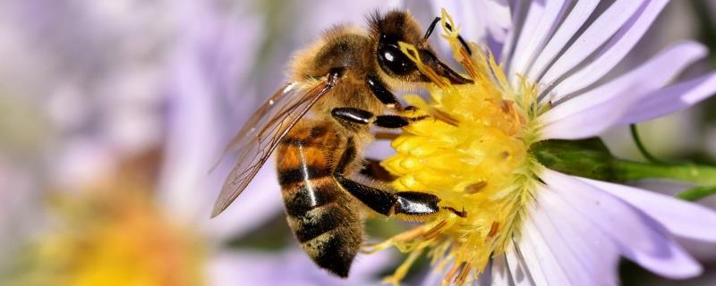 诱蜂最容易成功的方法，在蜂箱内涂抹蜂蜡液可有效诱蜂
