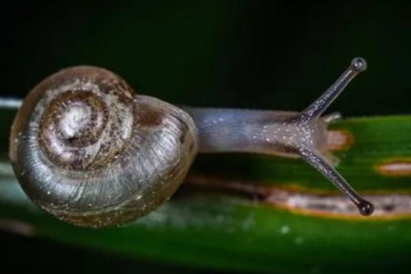 灰巴蜗牛用什么农药防治，可用灭蜗灵颗粒撒在受害株根部