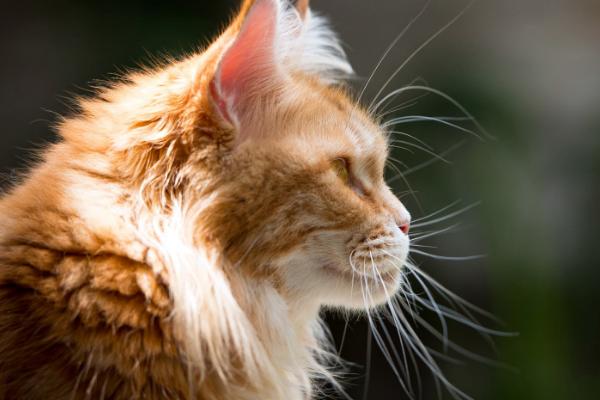 猫咪的胡子有何作用，胡子可帮助它们感知物体及判断距离