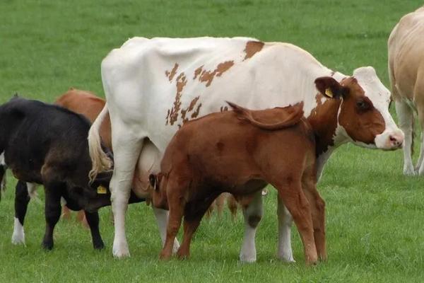 母牛超过预产期多少天属于正常情况，不超过7天依然属于正常
