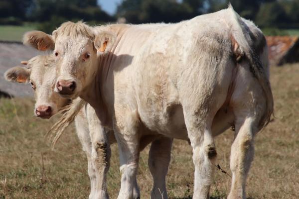 母牛超过预产期多少天属于正常情况，不超过7天依然属于正常