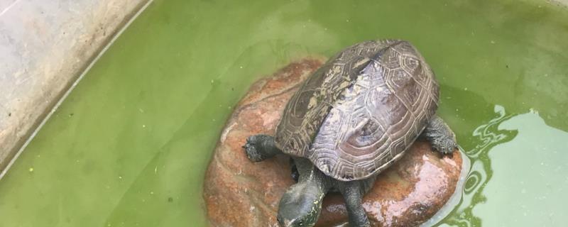 绿水养龟的好处，可以有效抑制龟的腐皮腐甲