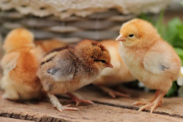 小鸡经过多久才能养到2斤，通常需要2-3个月左右
