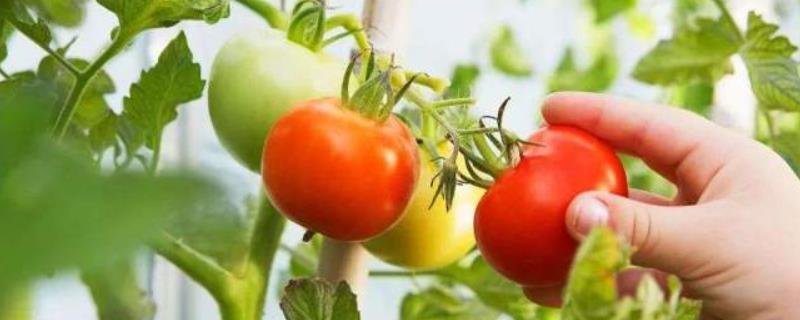 西红柿开花后要多久才能成熟，通常需要40-60天左右