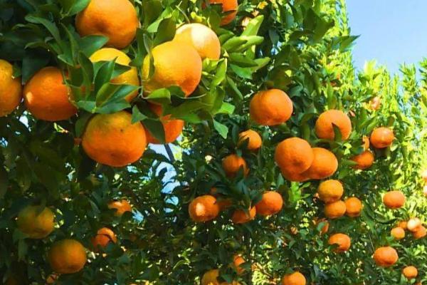 9月份柑橘如何管理，适当控制施肥量