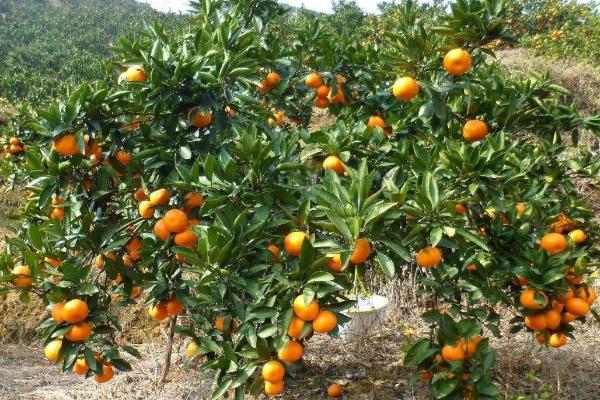 9月份柑橘如何管理，适当控制施肥量