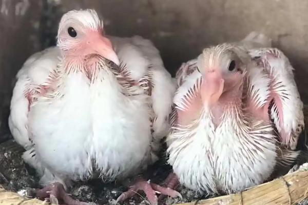 怎么喂养幼鸽，不同日龄的喂养方法不同