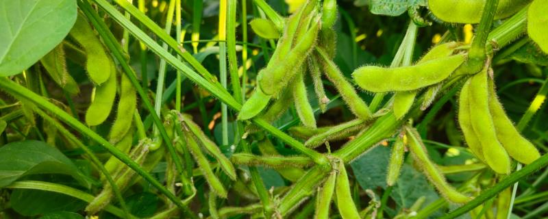大豆开花多但不结荚的原因，可能是干旱、高温、密度大等因素所导致