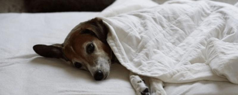 狗狗感冒怎么办，严重感冒需及时就医