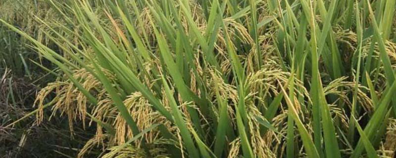 Y两优1928水稻种的特征特性，全生育期为139.7天