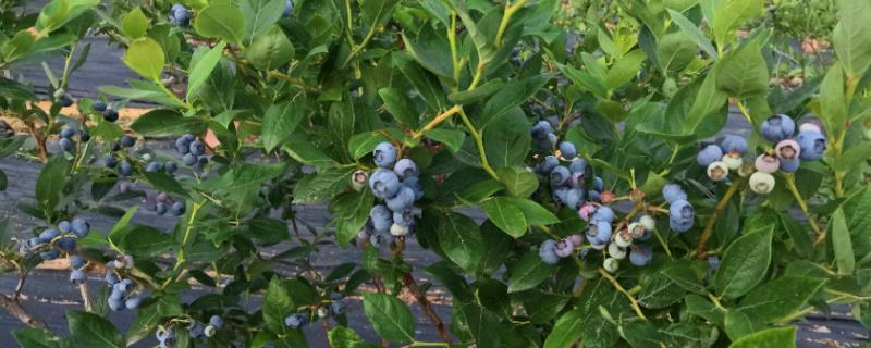 蓝莓出现蛴螬的原因和规律，过量使用有机肥会为蛴螬创造有利的繁殖环境