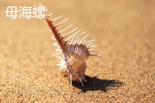 海螺如何生长出来，受精卵会逐渐发育成幼螺