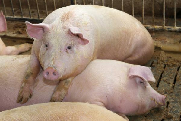 猪一般有多重，成年后体重通常可达到300-500斤左右