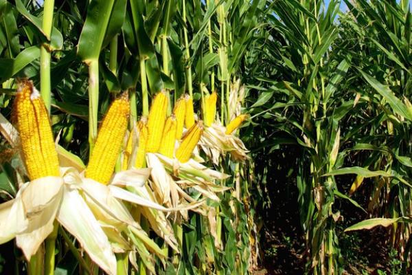 玉米的中后期管理技术，及时除治病虫害