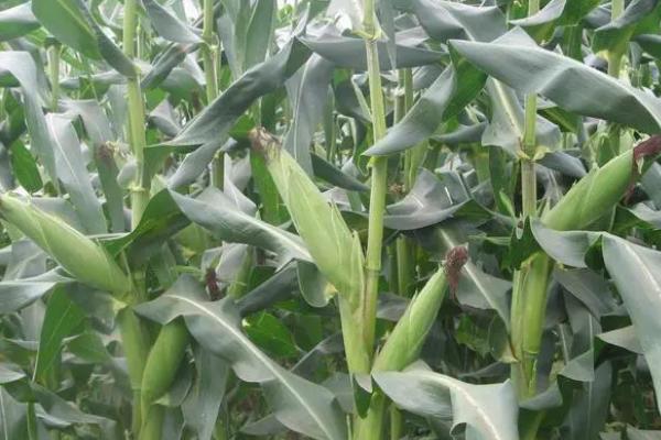 玉米的中后期管理技术，及时除治病虫害
