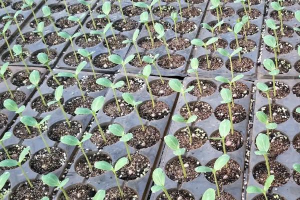 西瓜的种植技术，种之前种子需要浸种处理