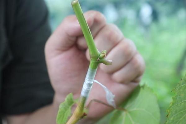 葡萄怎么嫁接，芽枝要与形成层对准扣合