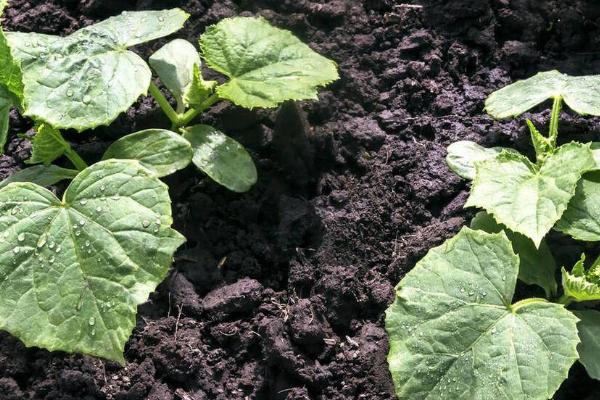 黄瓜幼苗期施什么肥，一般会施用一些复合性肥料