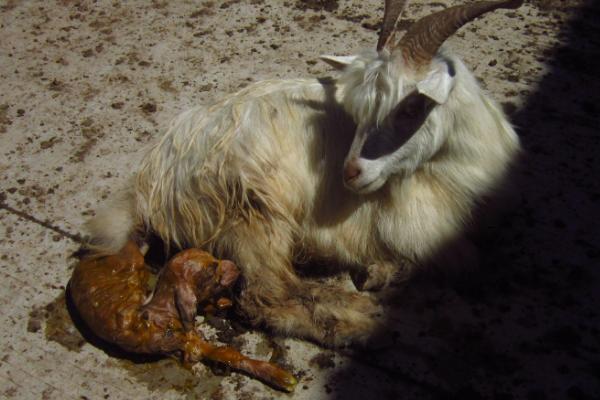 母羊难产怎么掏出小羊，矫正胎位后再将小羊拉出产道