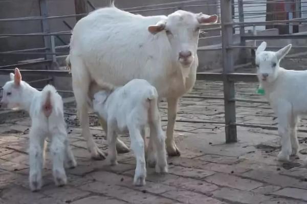 母羊难产怎么掏出小羊，矫正胎位后再将小羊拉出产道