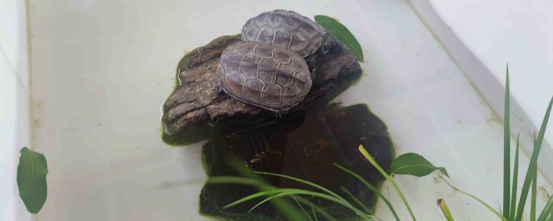 草龟跟巴西龟可以一起养吗，性格、食物不同不适合一起养