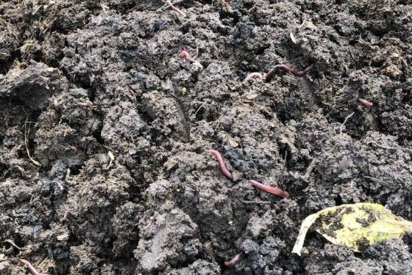 酸化土壤治理措施，使用石灰可起到酸碱中和的效果
